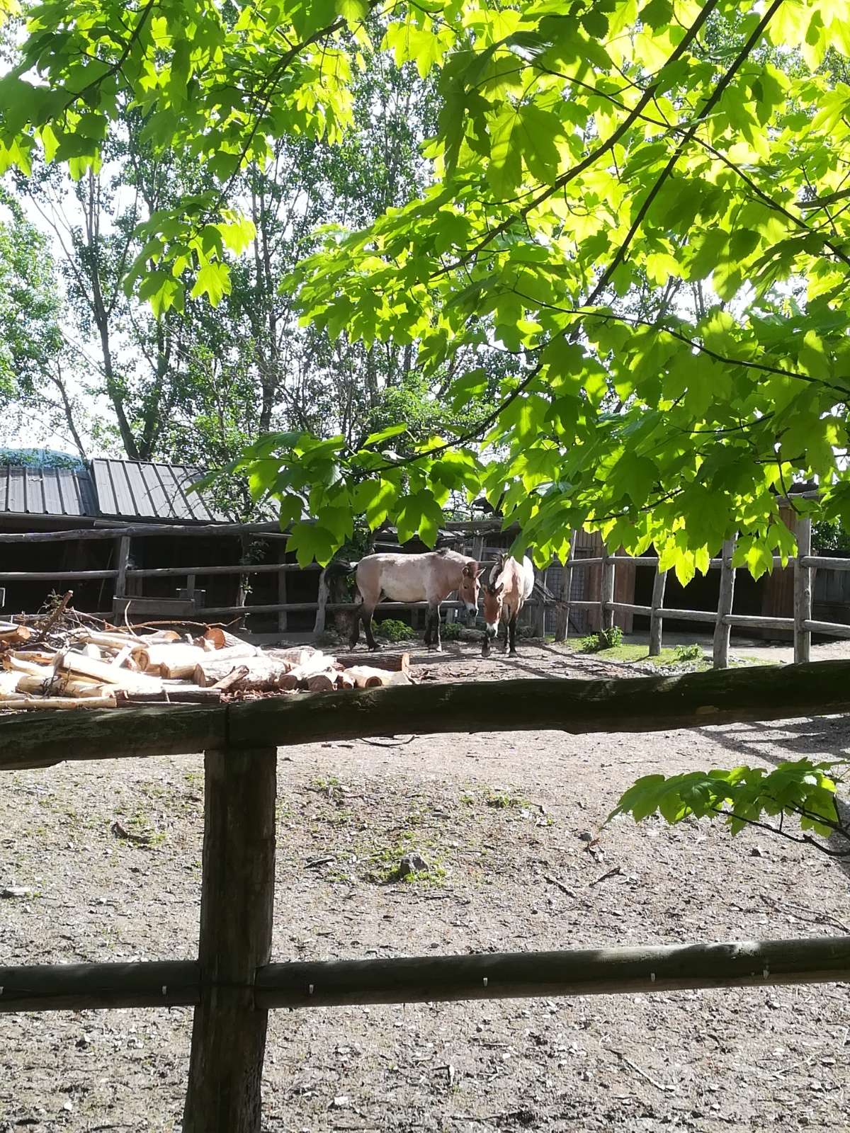 IMG 20190511 094319