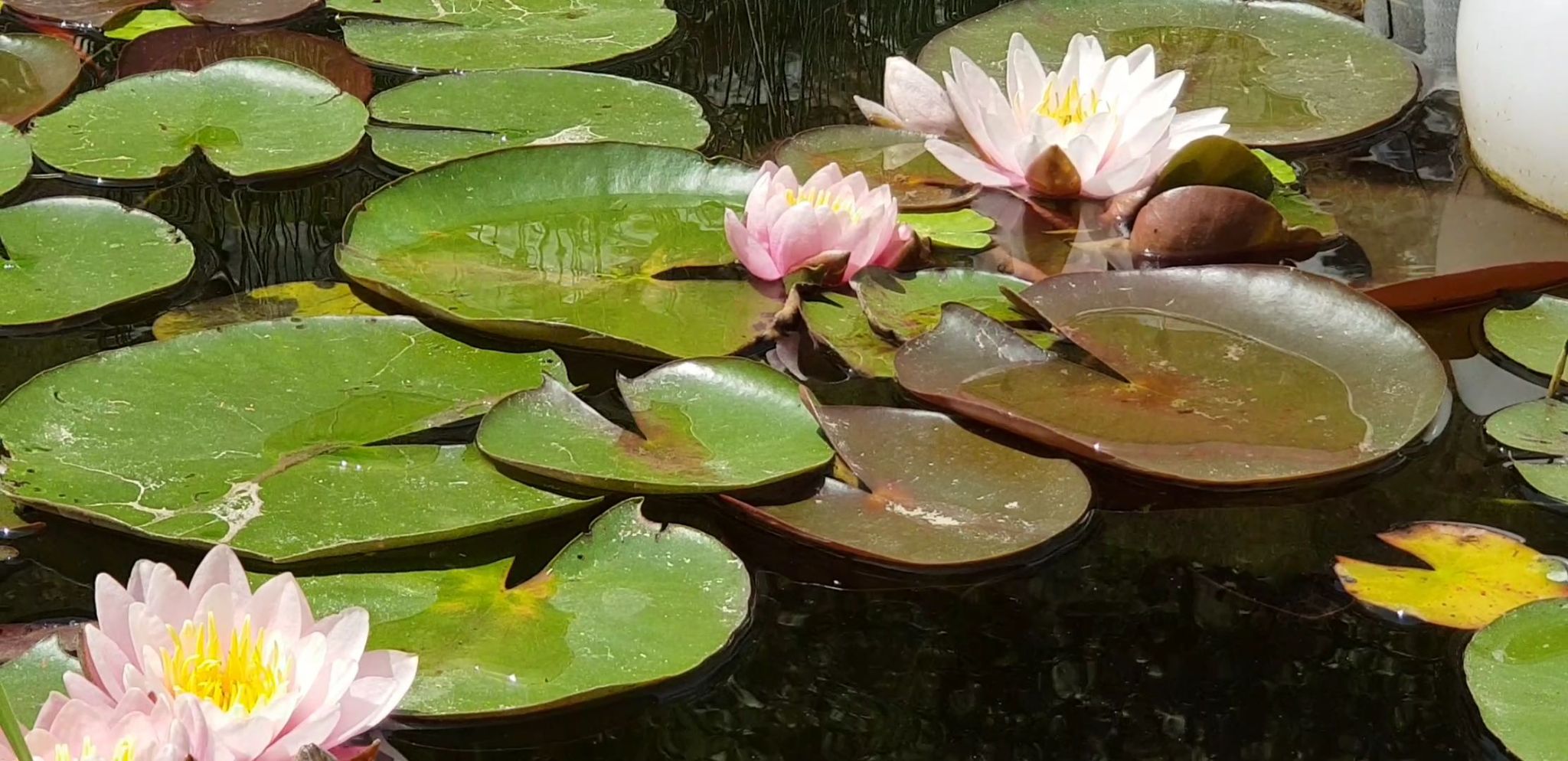 VideoCapture 20190612 164203
