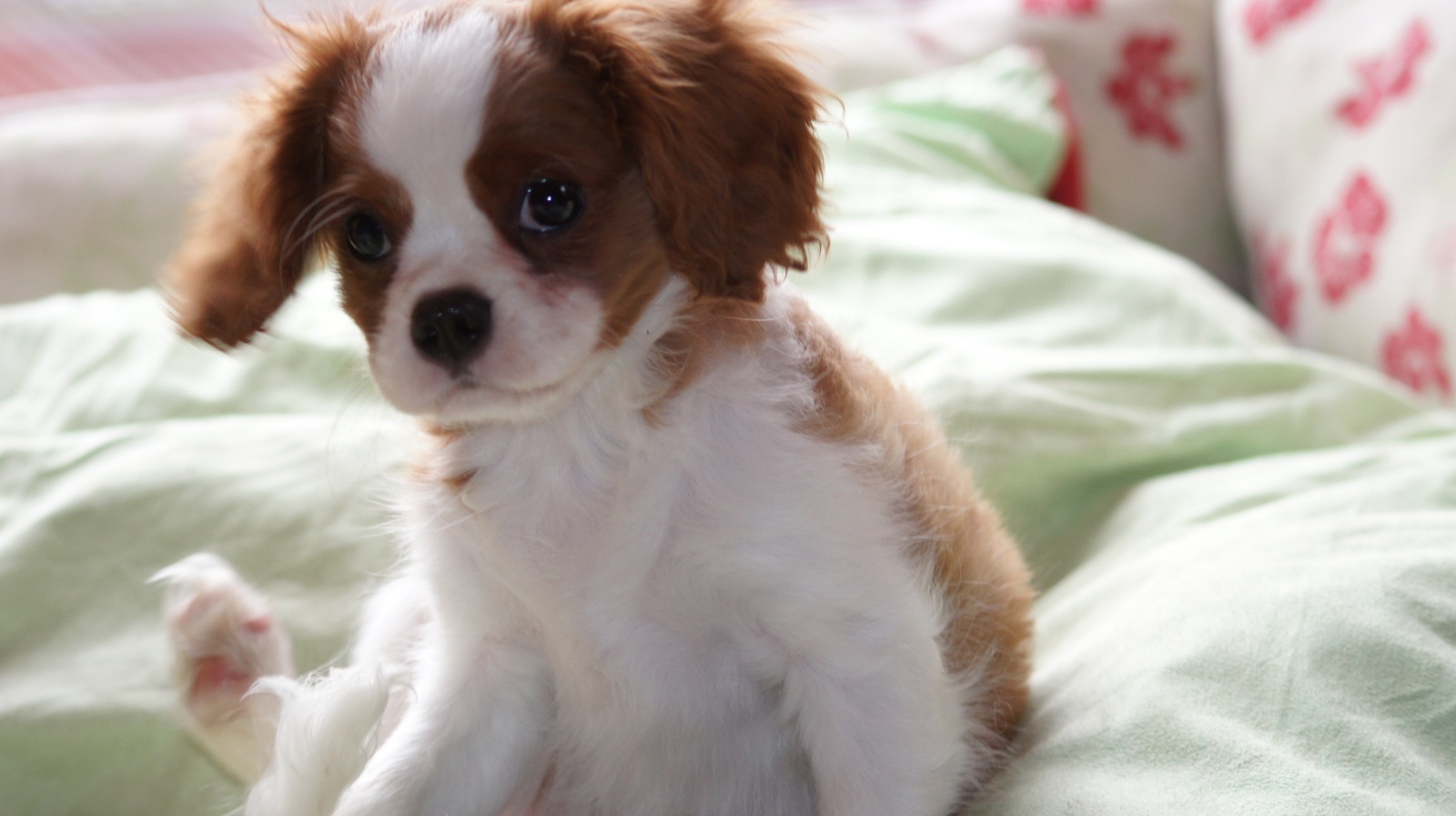 Puppy